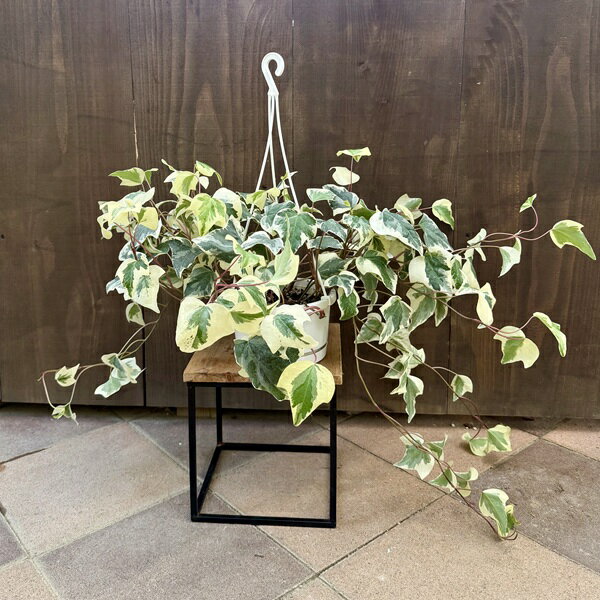 おしゃれ 観葉植物：斑入り オカメヅタ*ヘデラ カナリエンシス 5号 吊り鉢