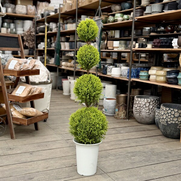おしゃれ 観葉植物：ゴールドクレスト ウィルマ トピアリー*コニファー ポンポン 1番 7号プラポット