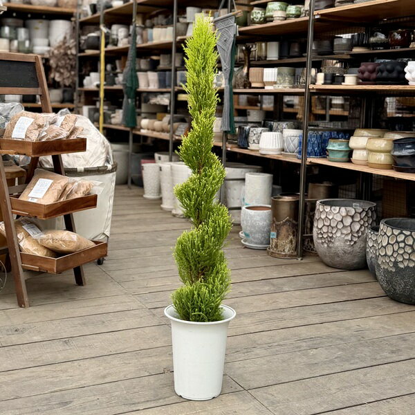おしゃれ 観葉植物：ゴールドクレスト ウィルマ トピアリー*コニファー らせん 2番 7号プラポット