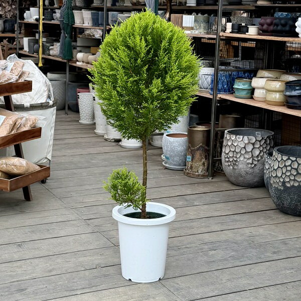 おしゃれ 観葉植物：コニファー ゴールドクレスト トピアリー*8号 プラポット 大型ヤマト便