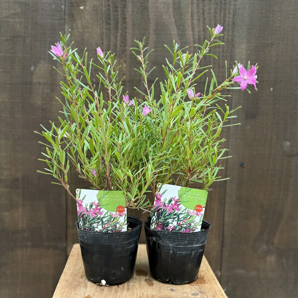 花苗 おしゃれ 観葉植物：サザンクロス 2個セット*3.5号