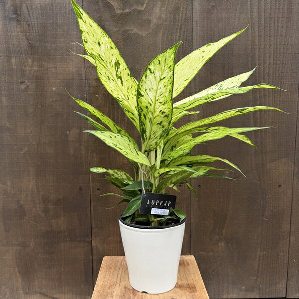 観葉植物：ディフェンバキア スターブライト*5号