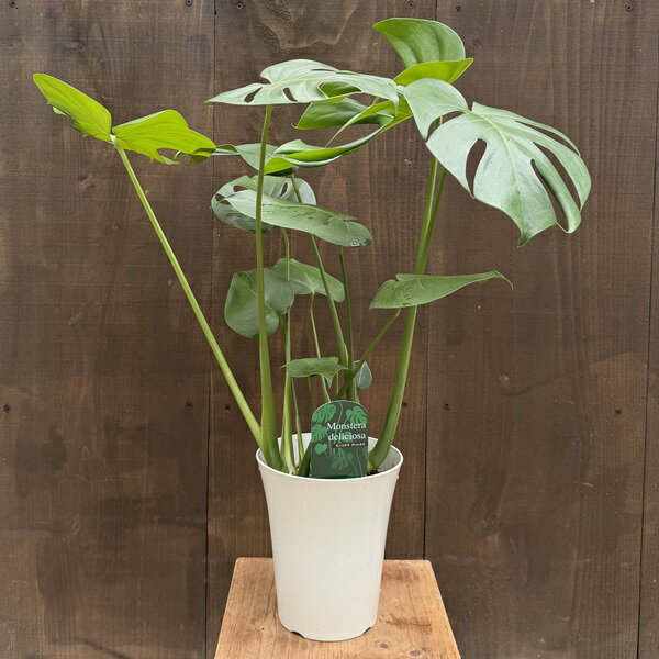 おしゃれ 観葉植物：モンステラ デリシオサ*デリシオーサ 5号 Monstera deliciosa