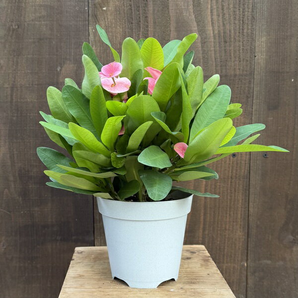 おしゃれ 観葉植物 多肉植物：ハナキリン ティアラ シャルロッテ*花キリン ユーフォルビア 花麒麟