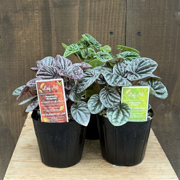 観葉植物 苗：ペペロミア 3種セット*Peperomia