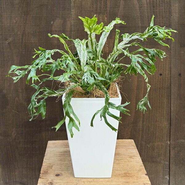 Rakuten - 観葉植物：アスプレニウム ニダス 斑入り*4号プラポット タニワタリ ココヤシ飾り