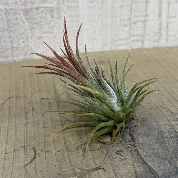 観葉植物エアープランツ：チランジア...