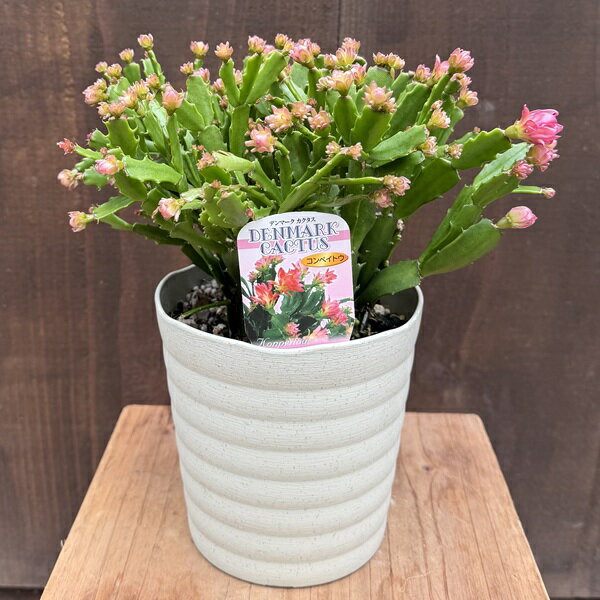 おしゃれ 観葉植物 花色選べます：デンマークカクタス コンペイトウ*こんぺいとう 金平糖 ピンク ファ..