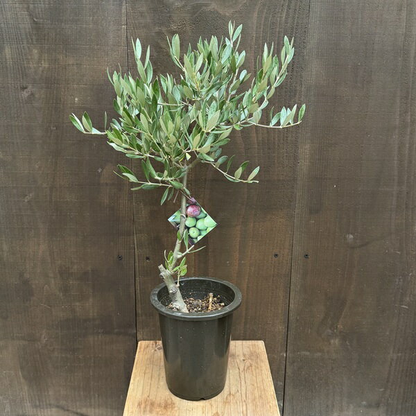 観葉植物　SOUJU（創樹）ブランド：オリーブの木*5号　ピクアル Picual