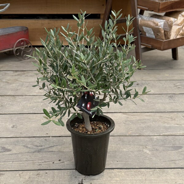 楽天市場】オリーブ マンザニロの通販