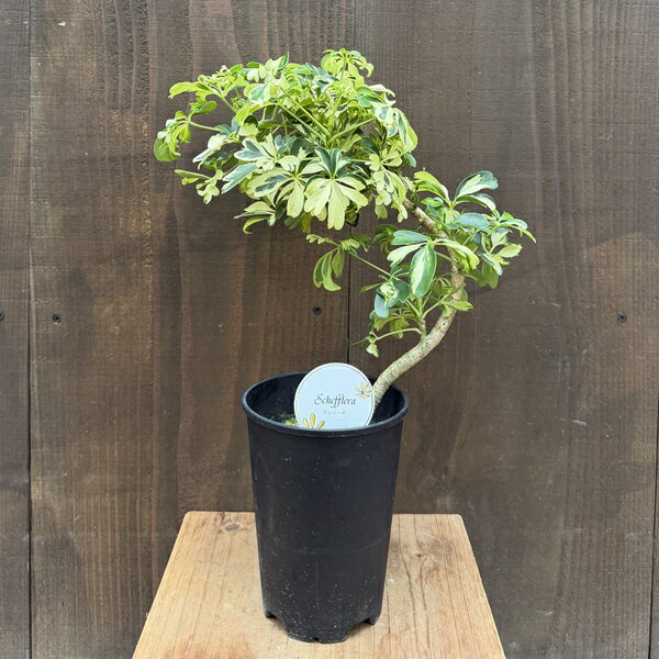 観葉植物：シェフレラ　ジェニーネ*4号 プラポット 金魚葉ホンコン