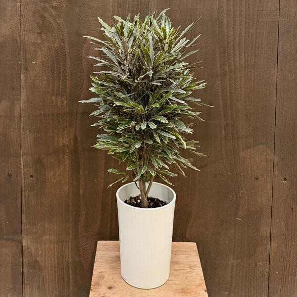 Other Succulents - おしゃれ 観葉植物：アラレア ビアンカ*5号 プラポット