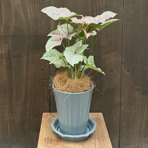 商品説明 科目：サトイモ科／属名：シンゴニウム属／花言葉：喜び／非耐寒性常緑多年草／耐寒温度：10℃（環境・生育状況により変わります） 撮影：12月 ※写真は見本となります。樹形やボリュームなど多少異なります。 ※植物ですのでお届け時期によ...