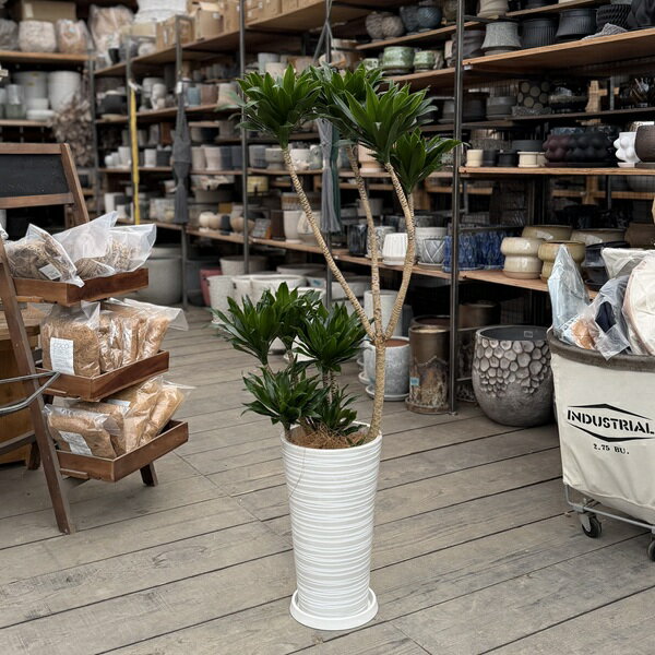 観葉植物：ドラセナ コンパクタ シュエット鉢植え 受皿付*大型ヤマト便配送