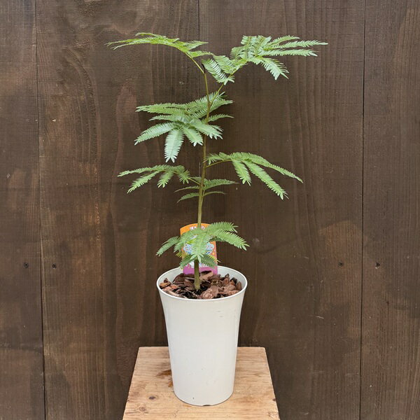 観葉植物：エバーフレッシュ*5号プ...