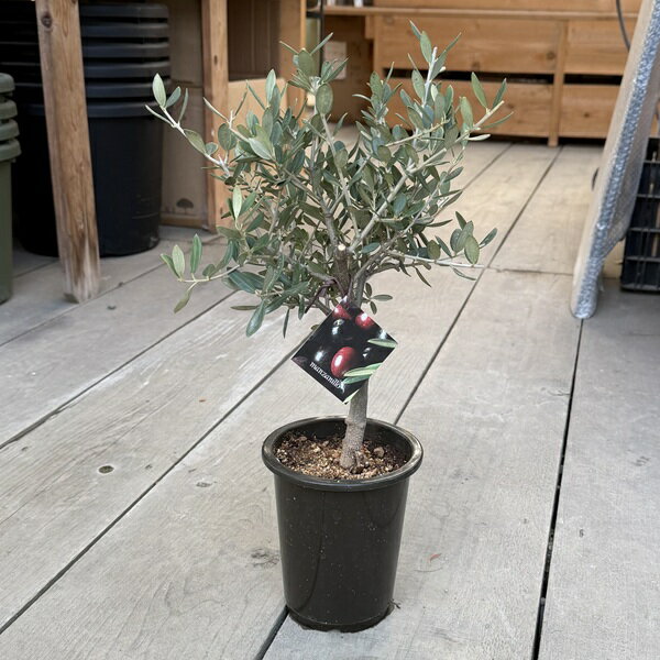 観葉植物SOUJUブランド：オリー...