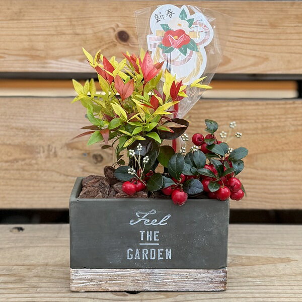 観葉植物クリスマスお正月縁起物：紅...