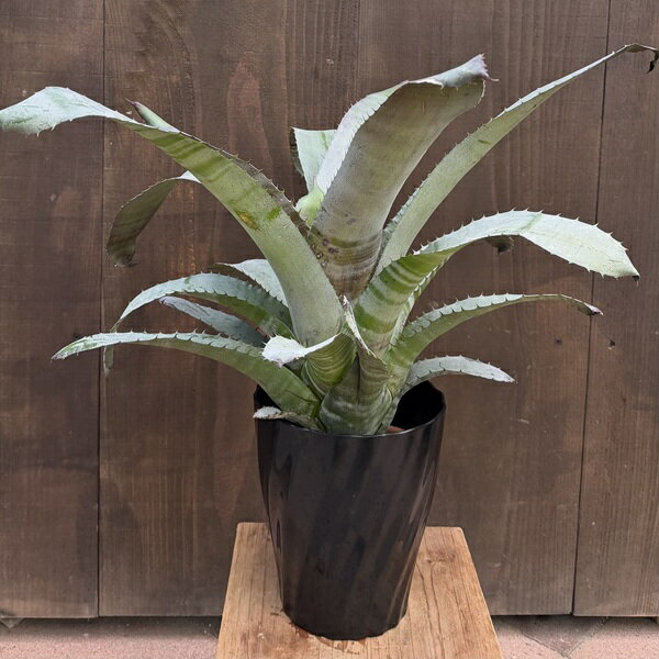 おしゃれ 観葉植物：エクメア ヌディカリウス*6号 プラポット Aechmea nudicaulis