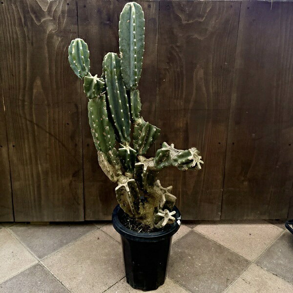 商品情報 柱サボテンの「ブランチ仕立て」複数の枝を出させて立体的な形に仕立てたものです。 科目：サボテン科　 撮影日：2025.10.28 ※大型便のため北海道、沖縄への配送はできません。 ※成長に伴う傷等がある場合があります。代謝による自...