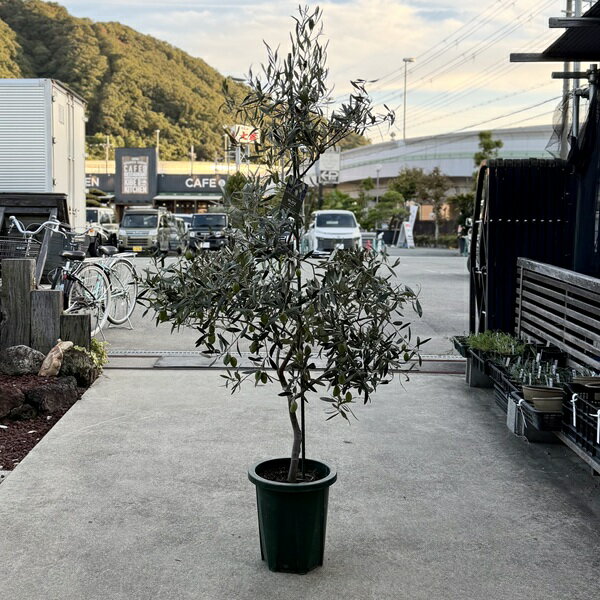シンボルツリー 観葉植物：オリーブの木 ジャンボカラマタ*2番 10号 現品をお届け 大型佐川急便