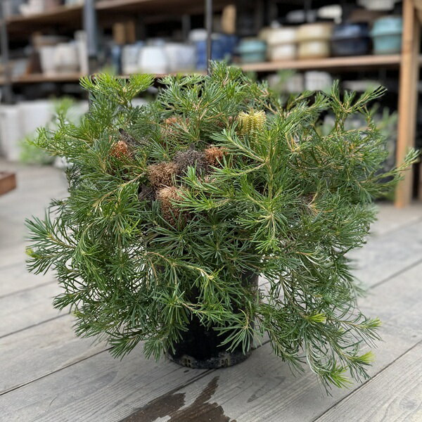 観葉植物 鉢花 苗：バンクシア バースデーキャンドル*7号 Banksia Birthday Candles 現品をお届け