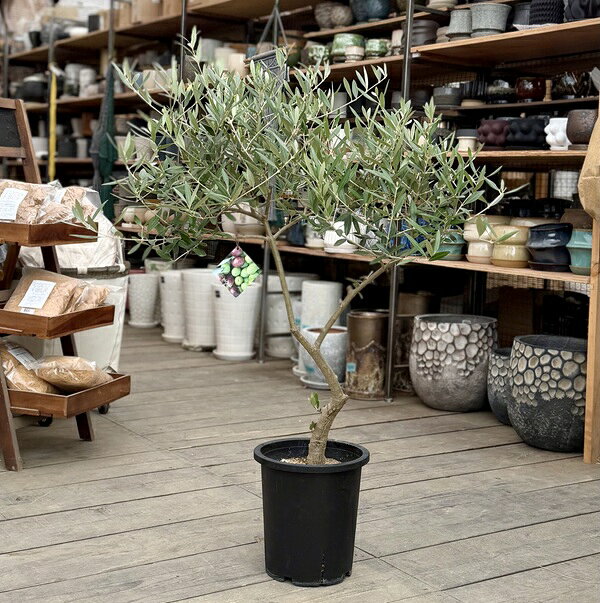 おしゃれ 観葉植物：オリーブの木 ピクアル 8号*現品11 SOUJU 創樹 そうじゅ Picual 大型ヤマト便