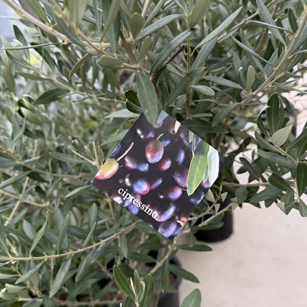 特選庭木 植木 観葉植物：オリーブ（シプレッシーノ）極太 SOUJU 創樹*安心の9号ポット植え 全高140cm 現品限り3番 佐川急便