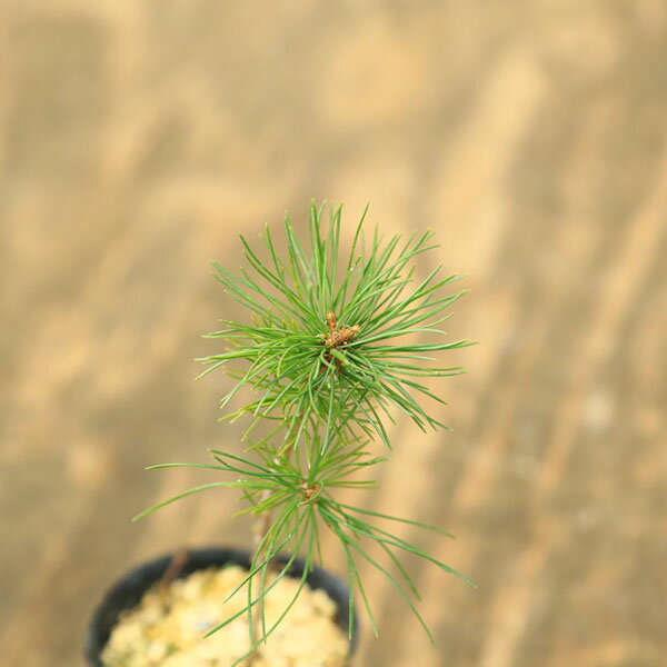 �ġ��������վ� * �ߥ��祦���襦�ޥ� �ߤ��礦���褦�ޤ�