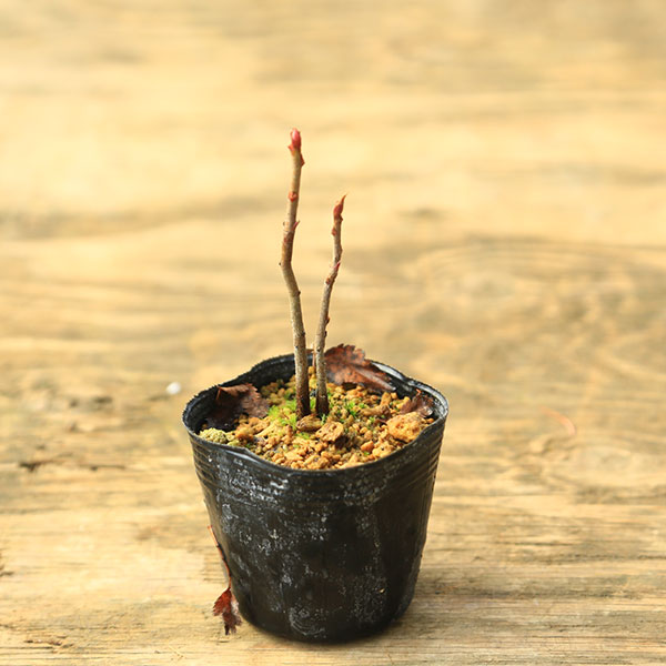 苗：ナナカマド *（ななかまど）