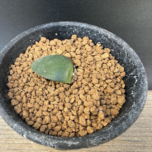 球根植物：ハエマンサス　アルビフロース　マユハケオモト*ミニ　葉幅2.5cm