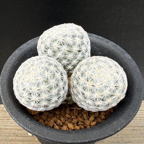 サボテン：マミラリア 白鳥 3頭 実生*幅4.5cm