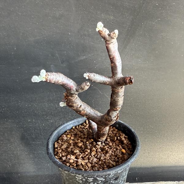 ☆特価☆コーデックス：ペラルゴニウム　ミラビレ　発根済*幅5cm　現品！一品限り