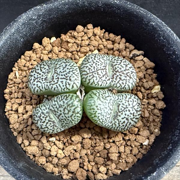 多肉植物：コノフィツム　美紋ウィッテベルゲンセ*全幅4cm　現品！一品限り