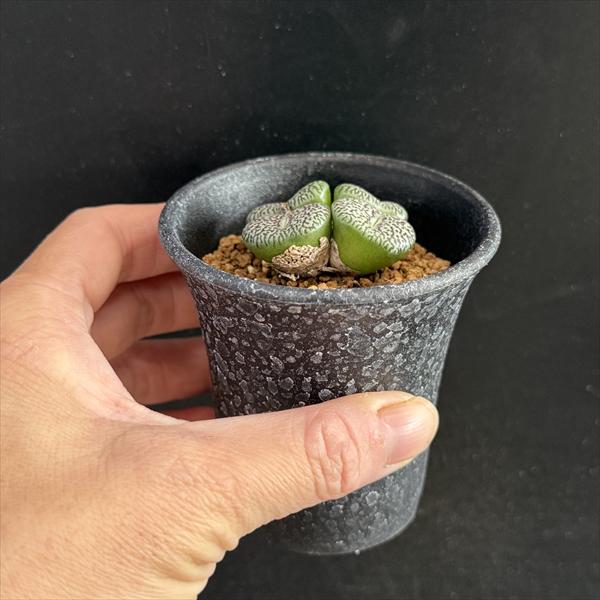 多肉植物：コノフィツム　美紋ウィッテベルゲンセ*全幅4cm　現品！一品限り