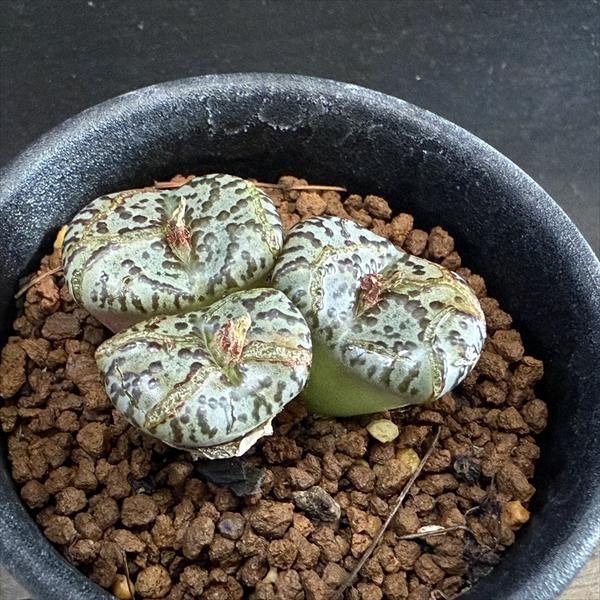 多肉植物：コノフィツム白肌美紋ピク...