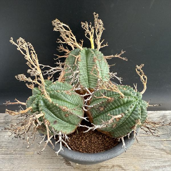 コーデックス：ユーフォルビアバリダ...