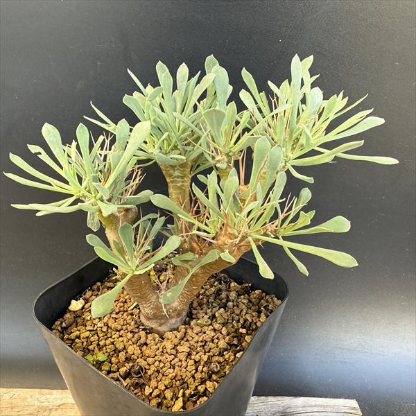 オトンナ・ユーフォルビオイデス