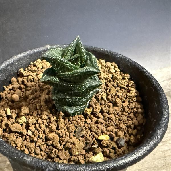 Rakuten - 多肉植物：ハオルチア ニグラno.1 特丸葉ダルマタイプ*幅2cm　現品！一品限り