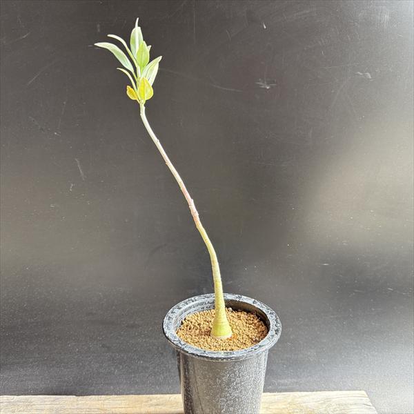 コーデックス：アデニア　ペチュエリー　実生*塊根幅2.5cm　現品！一品限り　※発根済