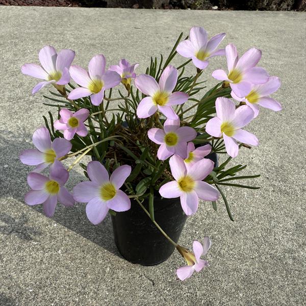 球根植物：オキザリス*ピンク花　L