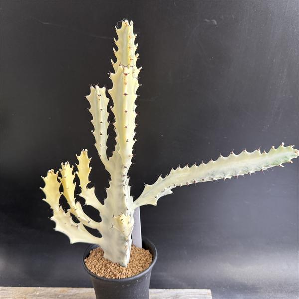 多肉植物：ユーフォルビアホワイトゴ...