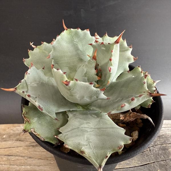 楽天市場】アガベ・イシスメンシスの通販