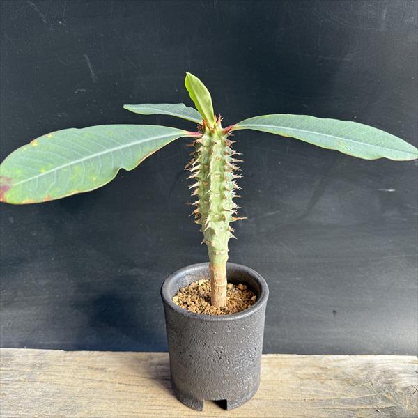 ☆特価☆多肉植物：ユーフォルビア噴...