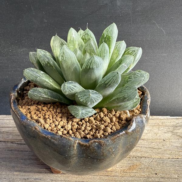 ☆特価☆多肉植物：ハオルチア キャッツアイ　信楽焼 竹鳳鉢*幅8cm　現品！一品限り