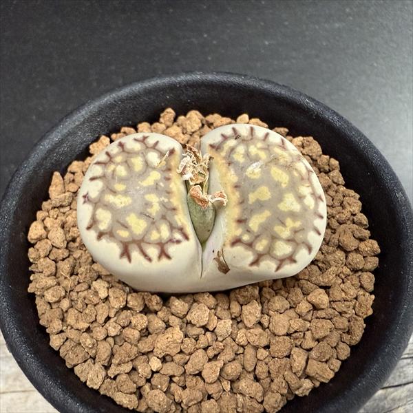 多肉植物：リトープスフスカスフォー...