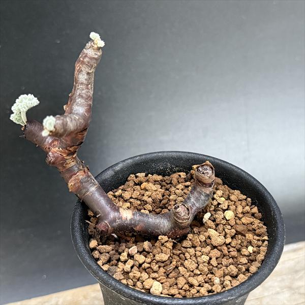 専用　ペラルゴニウム　ミラビレ　セット 観葉植物「ペラルゴニウム ミラビレ」の育て方ガイド – Jewelry Plant