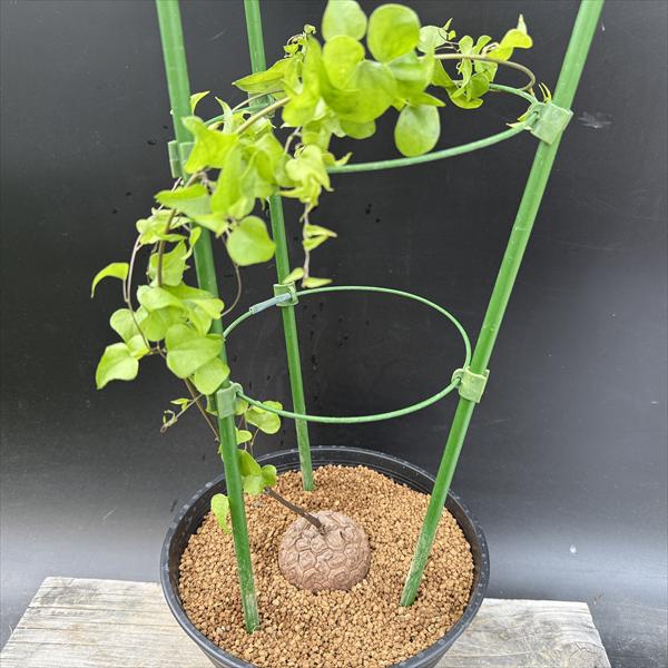 ☆特価☆コーデックス：アフリカ亀甲...