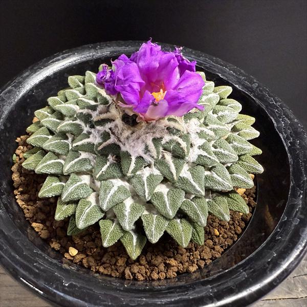 楽天市場】サボテン 黒牡丹の通販