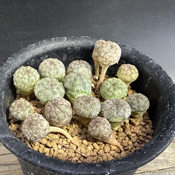 ☆特価☆多肉植物：ユーフォルビアオ...