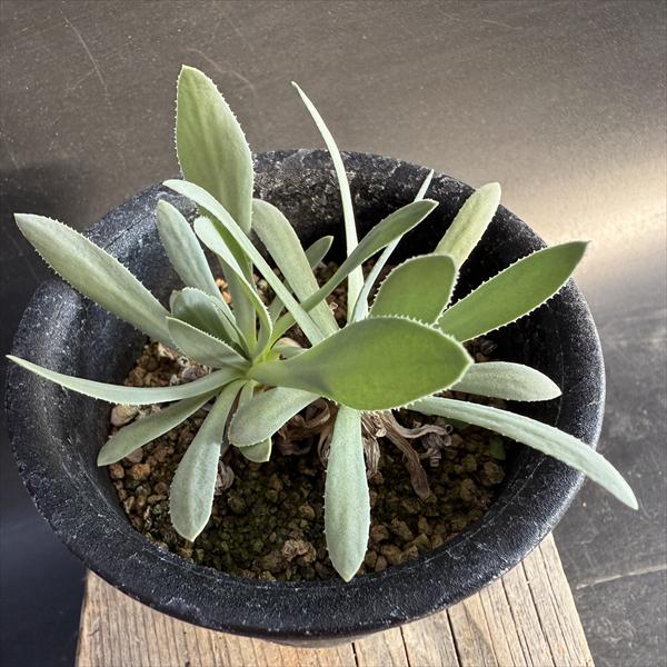 コーデックス：オトンナ　レトロルサ*葉幅9cm　☆赤松実生　現品！一品限り